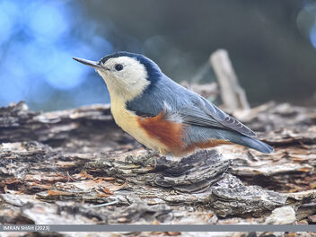 White-cheeked Nuthatch (Sitta leucopsis) - бесплатный image #503909